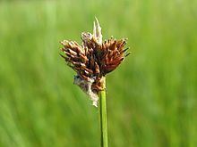 Carex sect. Ovales httpsuploadwikimediaorgwikipediacommonsthu