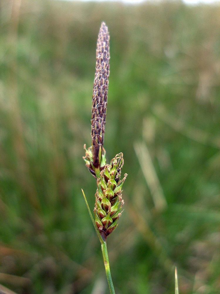 Carex sect. Spirostachyae