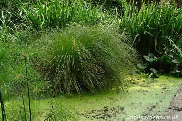 Carex secta Carex secta Knoll Gardens Ornamental Grasses and Flowering