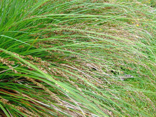 Carex secta Carex secta Purei The Native Plant Centre ltd