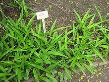 Carex serotina httpsuploadwikimediaorgwikipediacommonsthu
