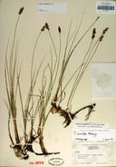 Carex simulata calphotosberkeleyeduimgs128x192000000000603