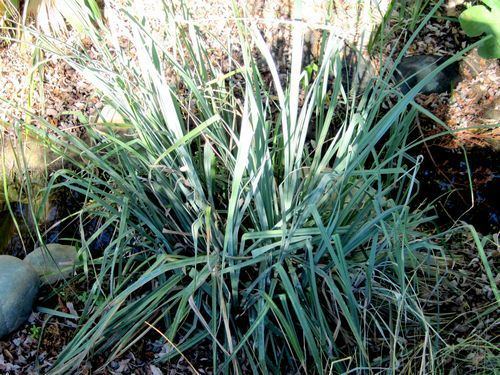 Carex spissa San Diego Sedge Carex spissa