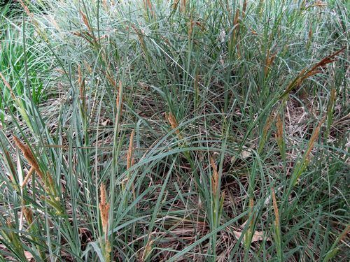 Carex spissa San Diego Sedge Carex spissa