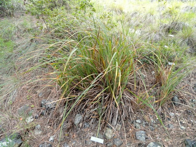 Carex spissa FileCarex spissa University of California Botanical Garden