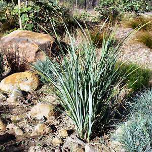 Carex spissa Carex spissa at San Marcos Growers