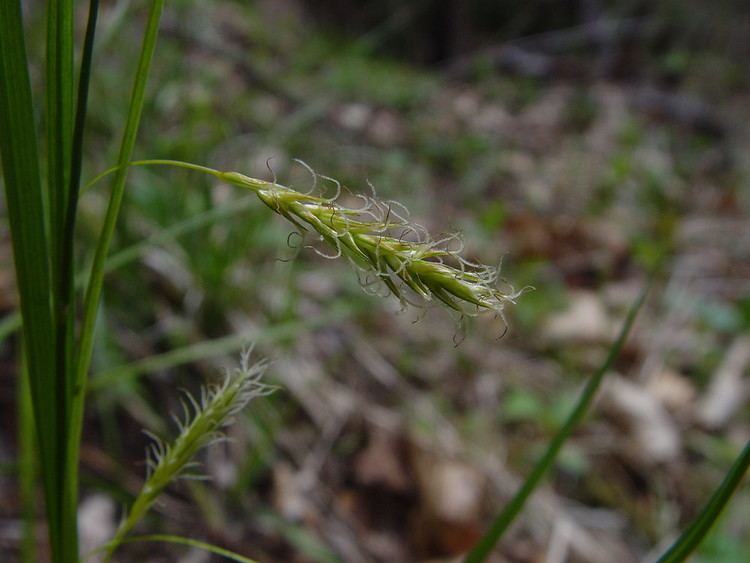 Carex sprengelii Carex sprengelii longbeaked sedge Go Botany