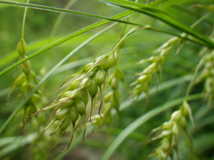 Carex sprengelii Carex sprengelii LongBeaked Sedge Citizens for Conservation39s