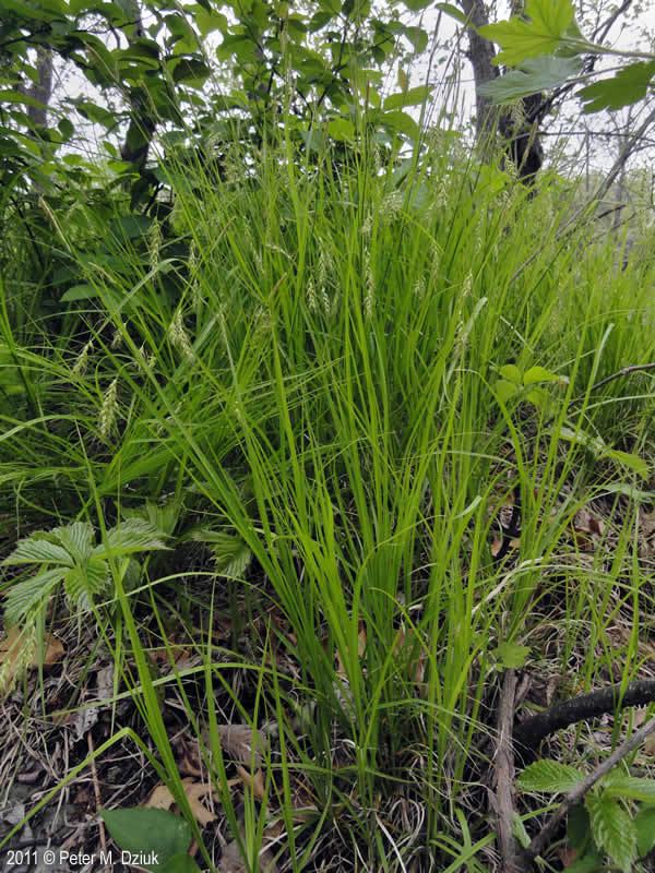 Carex sprengelii Carex sprengelii Sprengel39s Sedge Minnesota Wildflowers