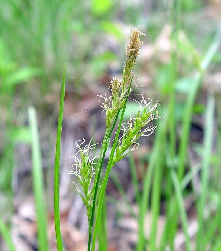 Carex sprengelii Carex sprengelii longbeaked sedge Go Botany