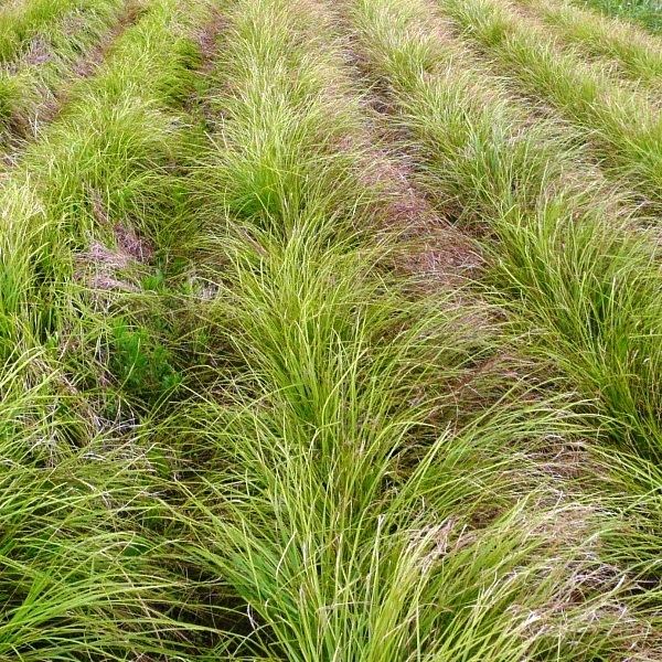 Carex sprengelii LongBeaked Sedge Carex sprengelii Plants