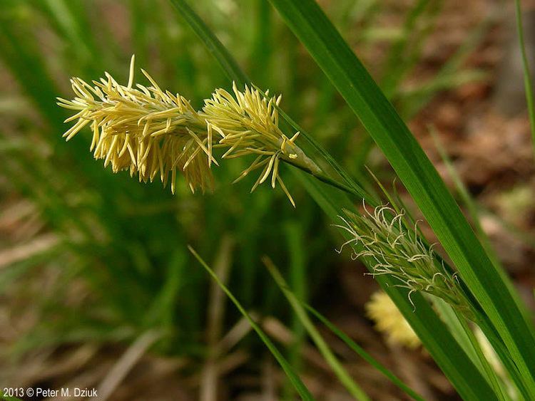 Carex sprengelii Carex sprengelii Sprengel39s Sedge Minnesota Wildflowers