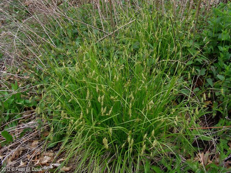 Carex sprengelii Carex sprengelii Sprengel39s Sedge Minnesota Wildflowers