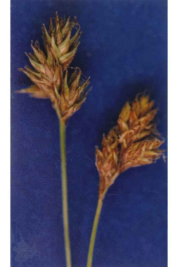 Carex straminiformis
