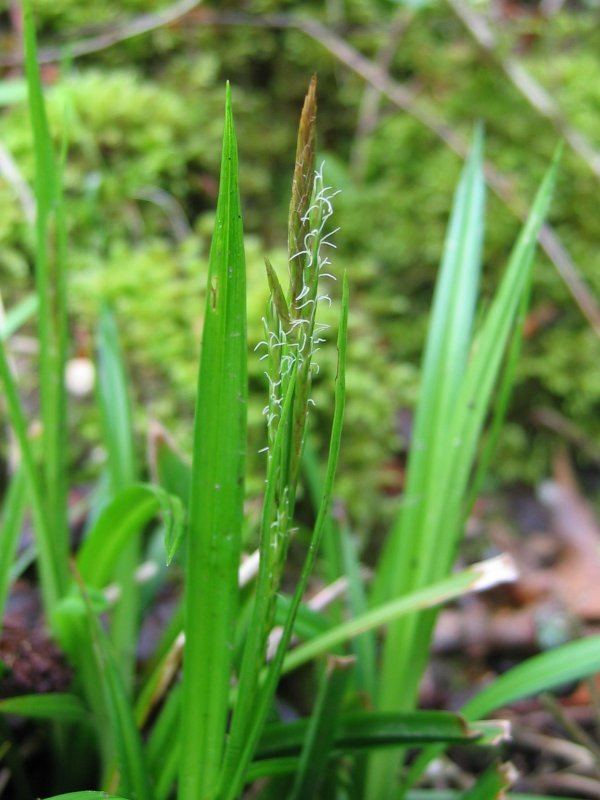 Carex sylvatica - Alchetron, The Free Social Encyclopedia