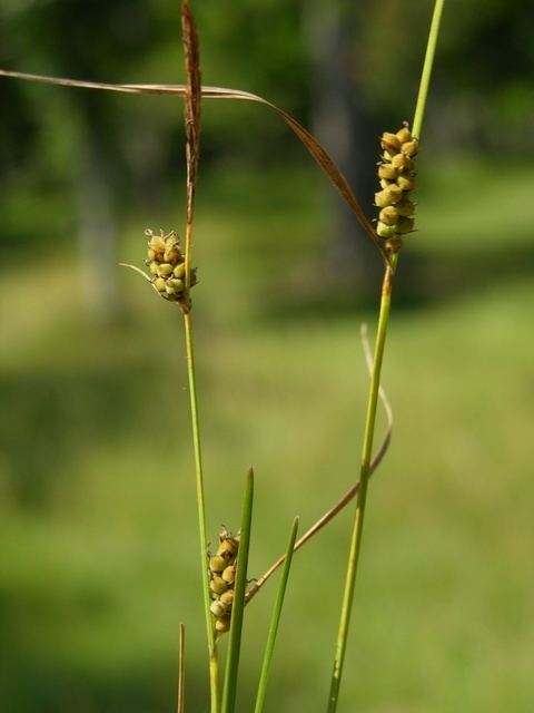 Carex tomentosa Carex tomentosa Biopix photoimage 12982