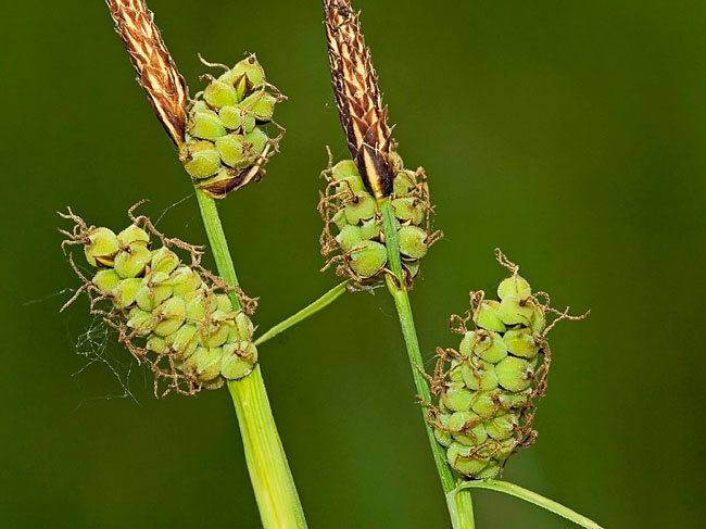 Carex tomentosa Nature photography by Dragisa Savic
