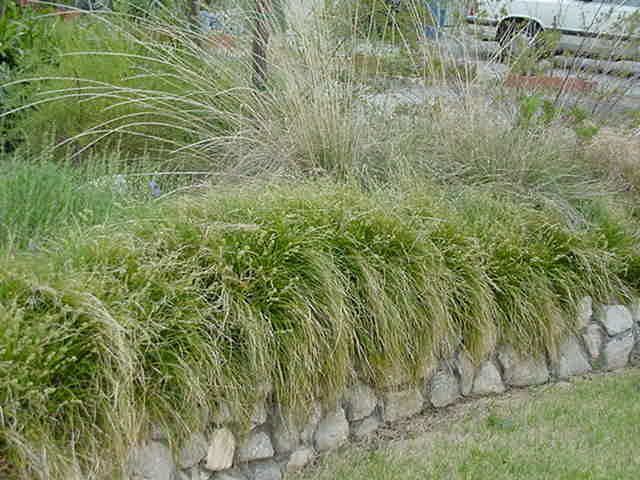 Carex tumulicola Carex tumulicola