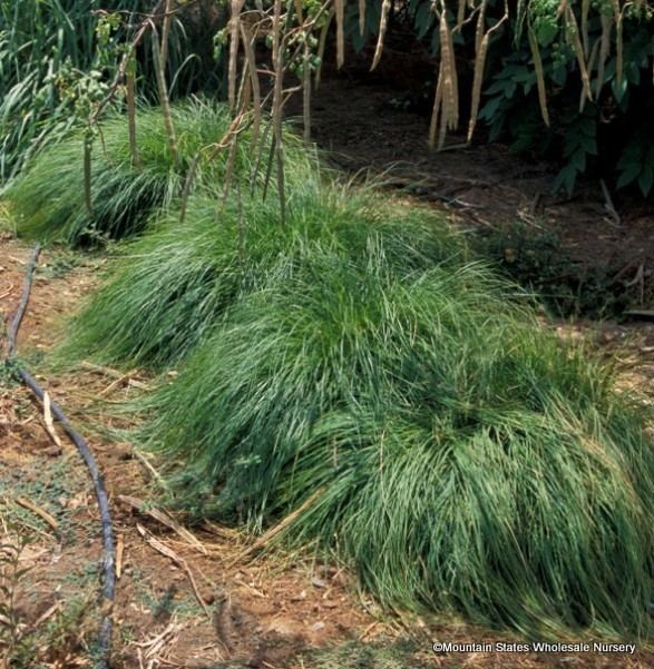 Carex tumulicola carextumulicolaver587jpg