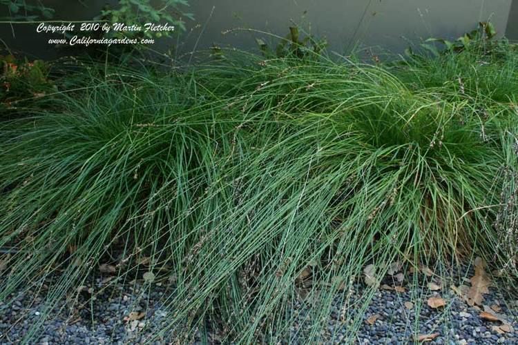 Carex tumulicola Carex tumulicola Berkeley Sedge California Gardens