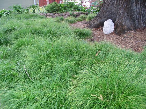 Carex tumulicola Carex tumulicola under redwoods Groundcovers Pinterest Shades