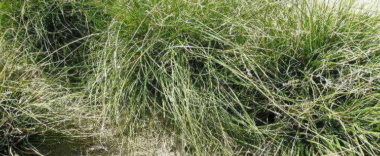 Carex tumulicola Foothill Sedge Splitawn Sedge Carex tumulicola