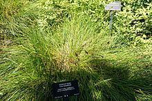 Carex tumulicola httpsuploadwikimediaorgwikipediacommonsthu