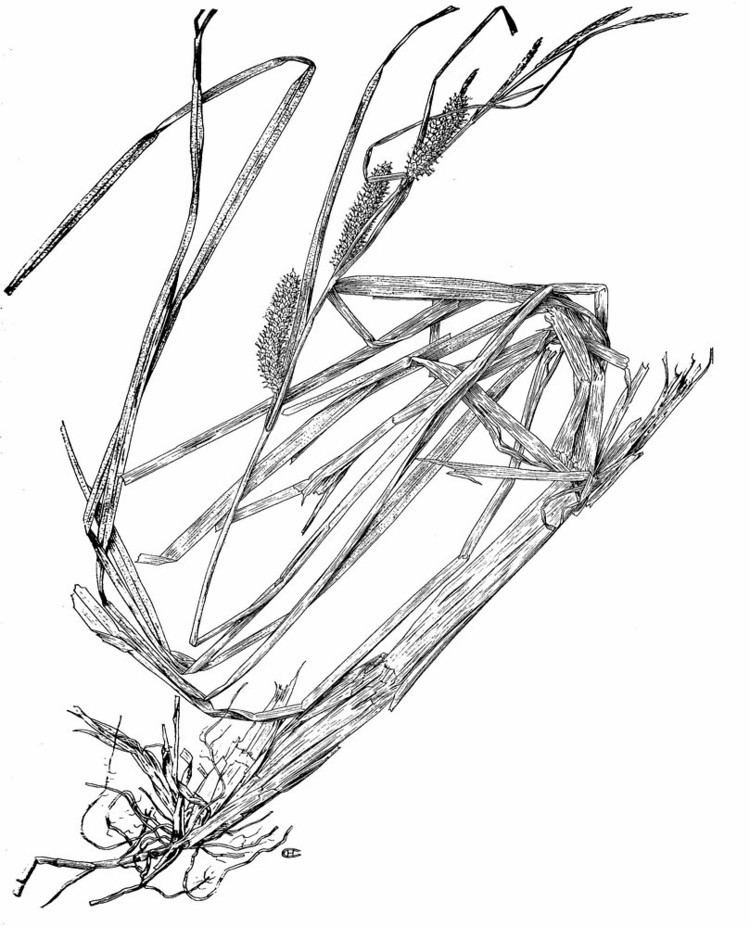 Carex utriculata Carex utriculata swollenbeaked sedge Go Botany