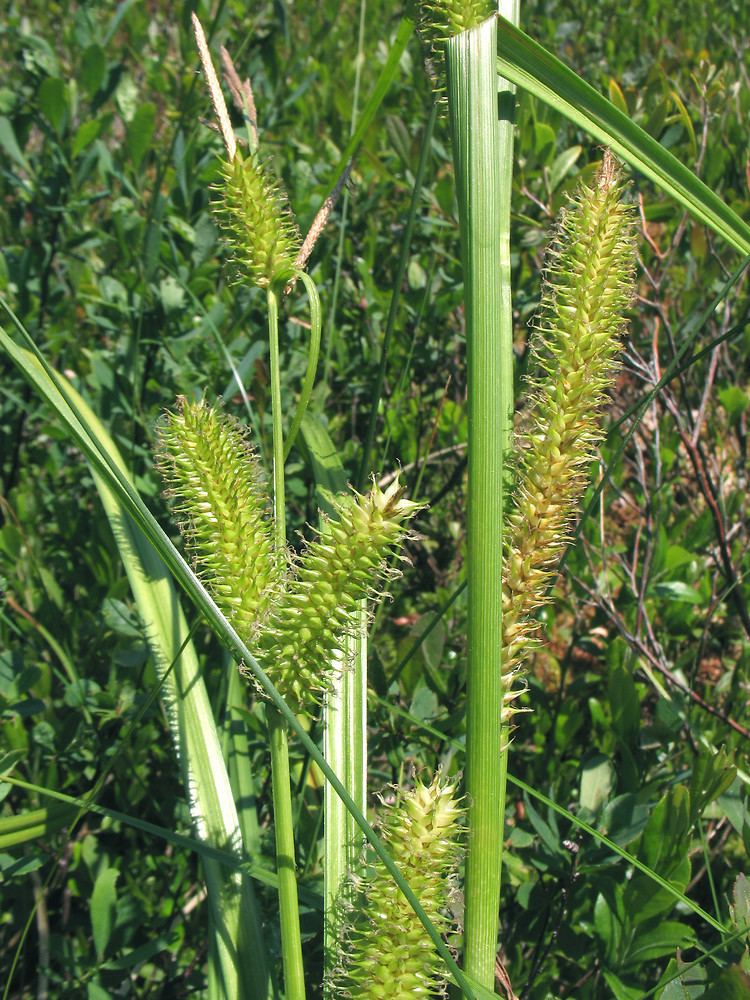 Carex utriculata httpsnewfss3amazonawscomtaxonimages1000s1