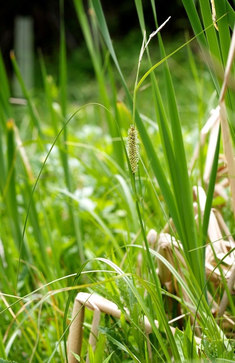 Carex utriculata Common Beaked Sedge Carex utriculata MPG North