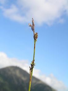 Carex vaginata httpsuploadwikimediaorgwikipediacommonsthu
