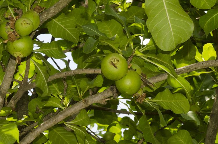 Careya arborea - Alchetron, The Free Social Encyclopedia