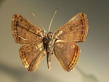 Caria (butterfly) httpsuploadwikimediaorgwikipediacommonsthu