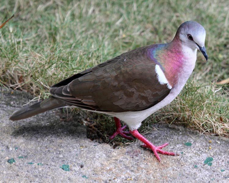 Caribbean dove Surfbirds Online Photo Gallery Search Results