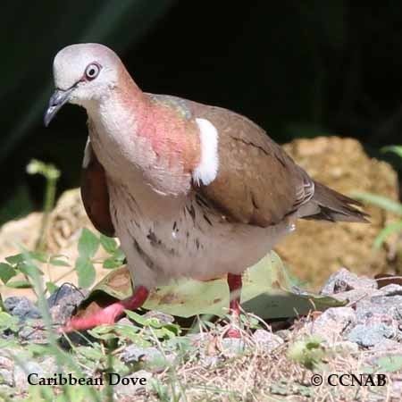 Caribbean dove Caribbean Dove North America Birds Birds of North America