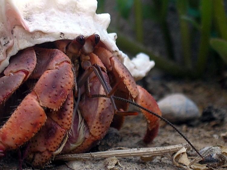 Caribbean hermit crab - Alchetron, The Free Social Encyclopedia