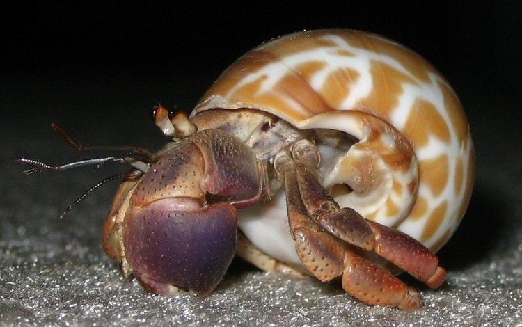 Caribbean hermit crab - Alchetron, The Free Social Encyclopedia