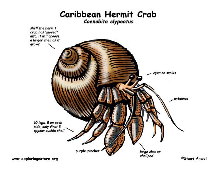 Caribbean hermit crab - Alchetron, The Free Social Encyclopedia