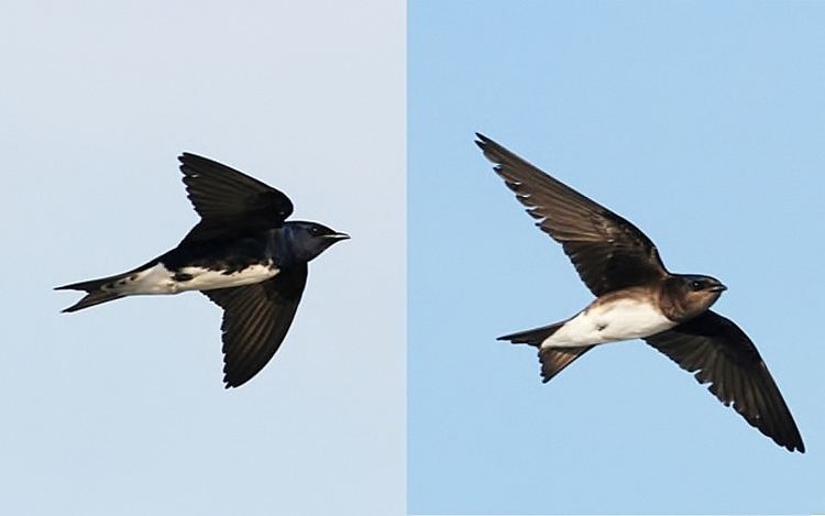 Caribbean martin Help us Survey Caribbean Martins eBird