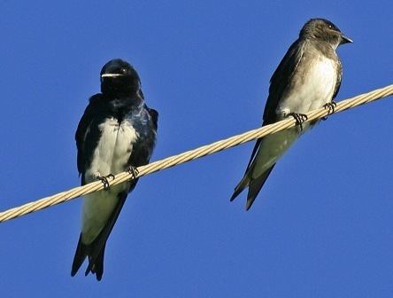 Caribbean martin Join our Caribbean Martin Survey eBird