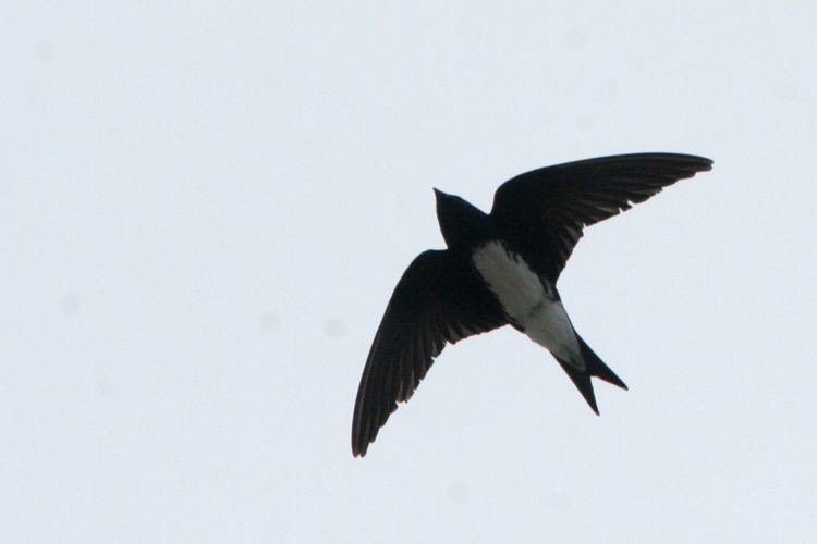 Caribbean martin Mangoverde World Bird Guide Photo Page Caribbean Martin Progne