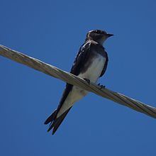 Caribbean martin Caribbean martin Wikipedia