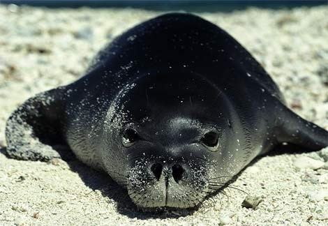 Caribbean monk seal Caribbean monk seal Facts Habitat Pictures and Diet Extinct Animals