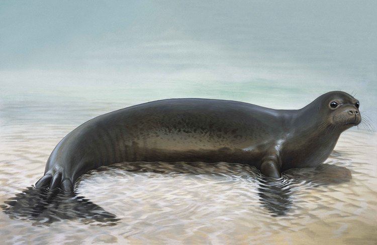 Caribbean monk seal Too valuable to lose Extinct relative reveals rarity of last two