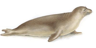 Caribbean monk seal Cryptomundo Extinct Caribbean Monk Seal