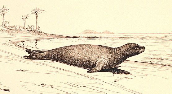 Caribbean monk seal Caribbean Monk Seal an Extinct Species