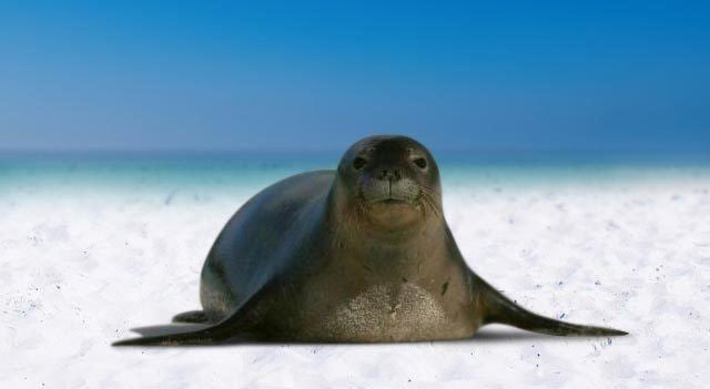 Caribbean monk seal Caribbean monk seal Facts Habitat Pictures and Diet Extinct Animals