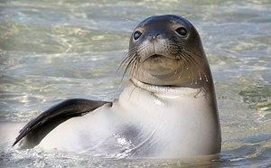 Caribbean monk seal Caribbean Monk Seal