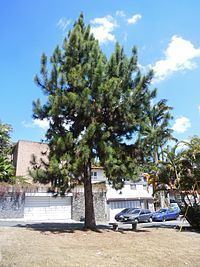 Caribbean pine httpsuploadwikimediaorgwikipediacommonsthu