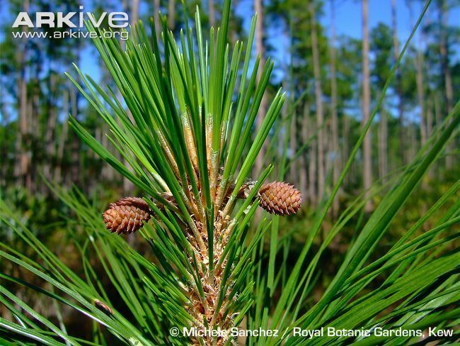 Caribbean pine Caribbean pine photo Pinus caribaea G102665 ARKive
